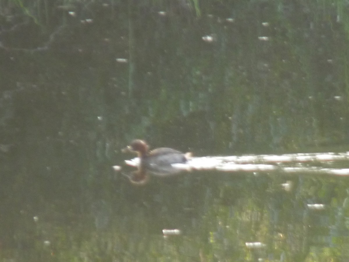 Little Grebe - ML647463375