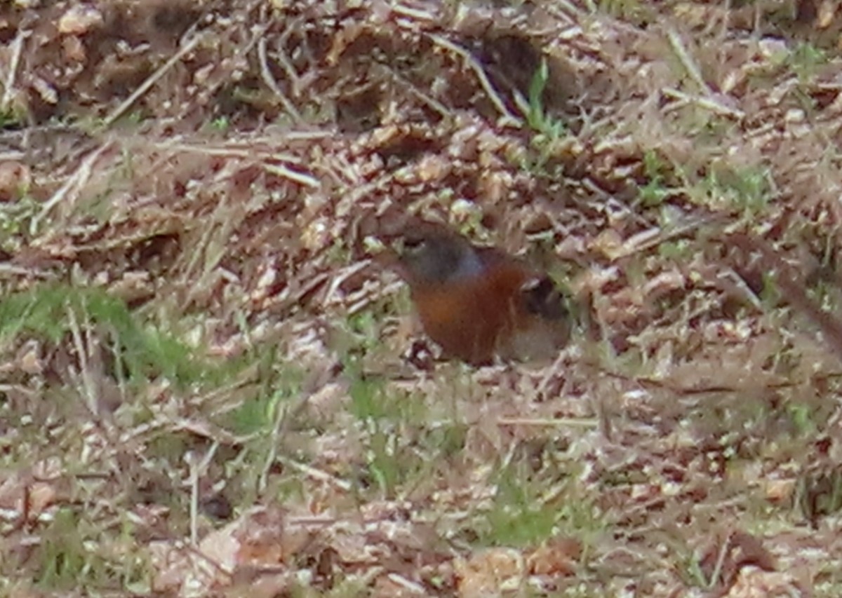 Brambling - ML647463381