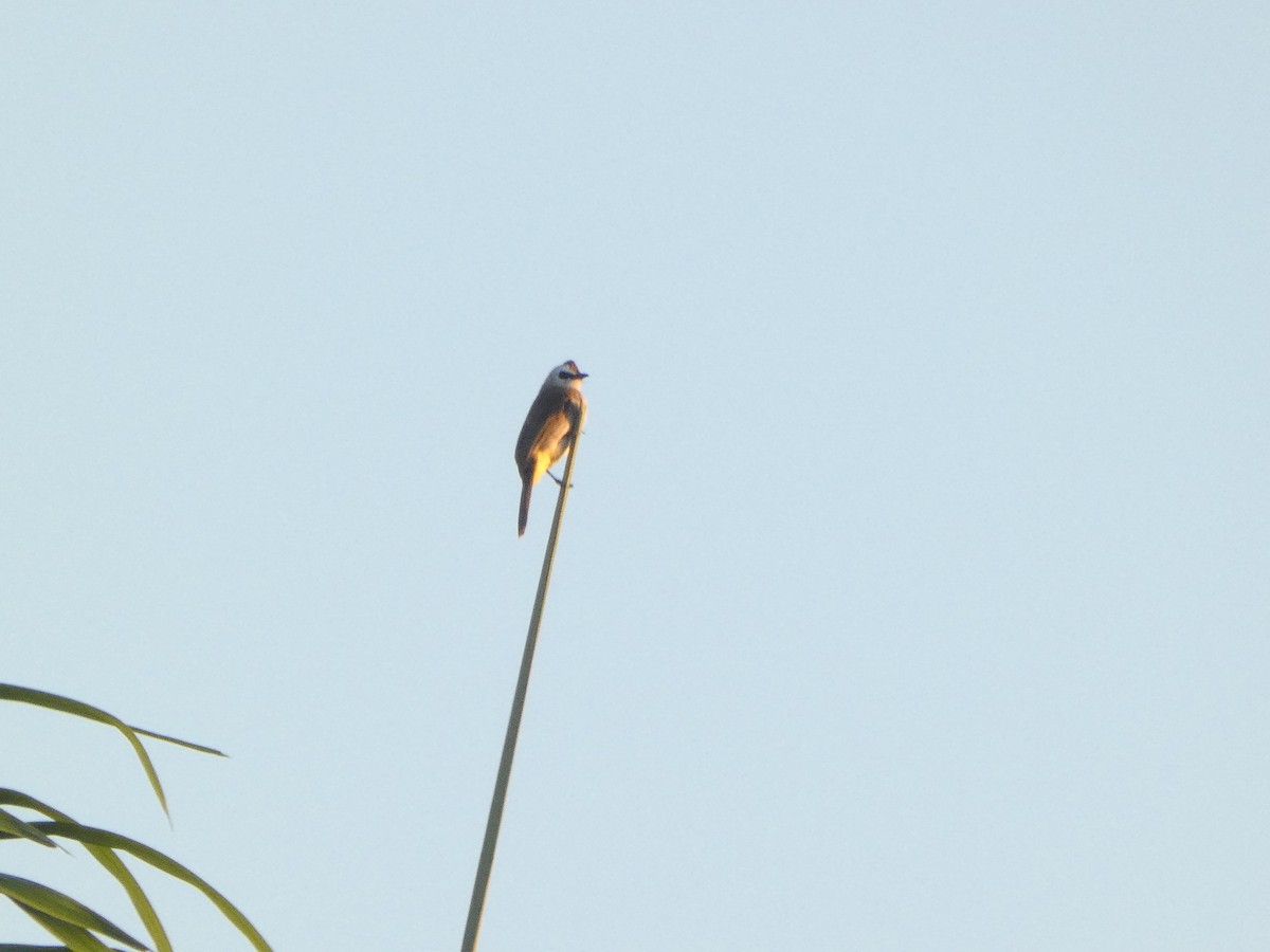 Yellow-vented Bulbul - ML647463384