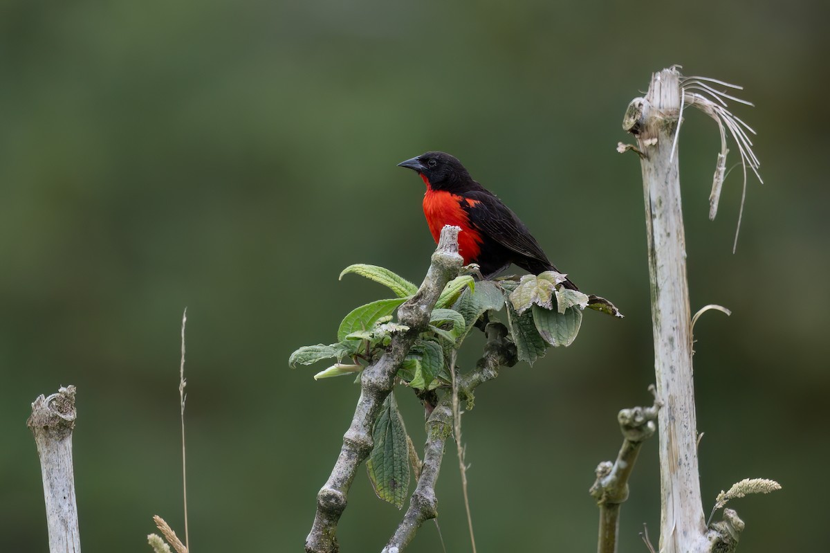 Red-breasted Meadowlark - ML647463394