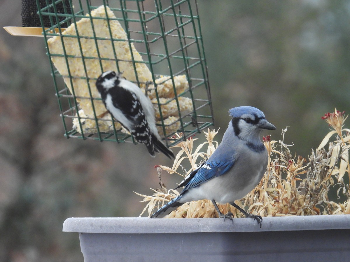 Blue Jay - ML647463397