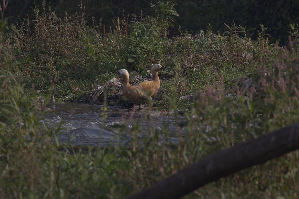 Ruddy Shelduck - ML647463408