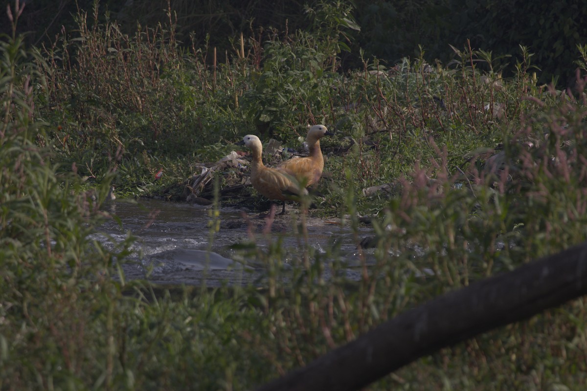 Ruddy Shelduck - ML647463409