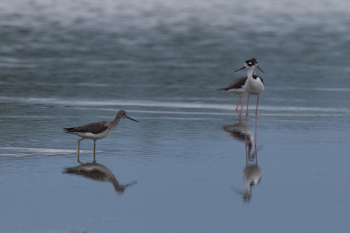 Greater Yellowlegs - Chris Wood