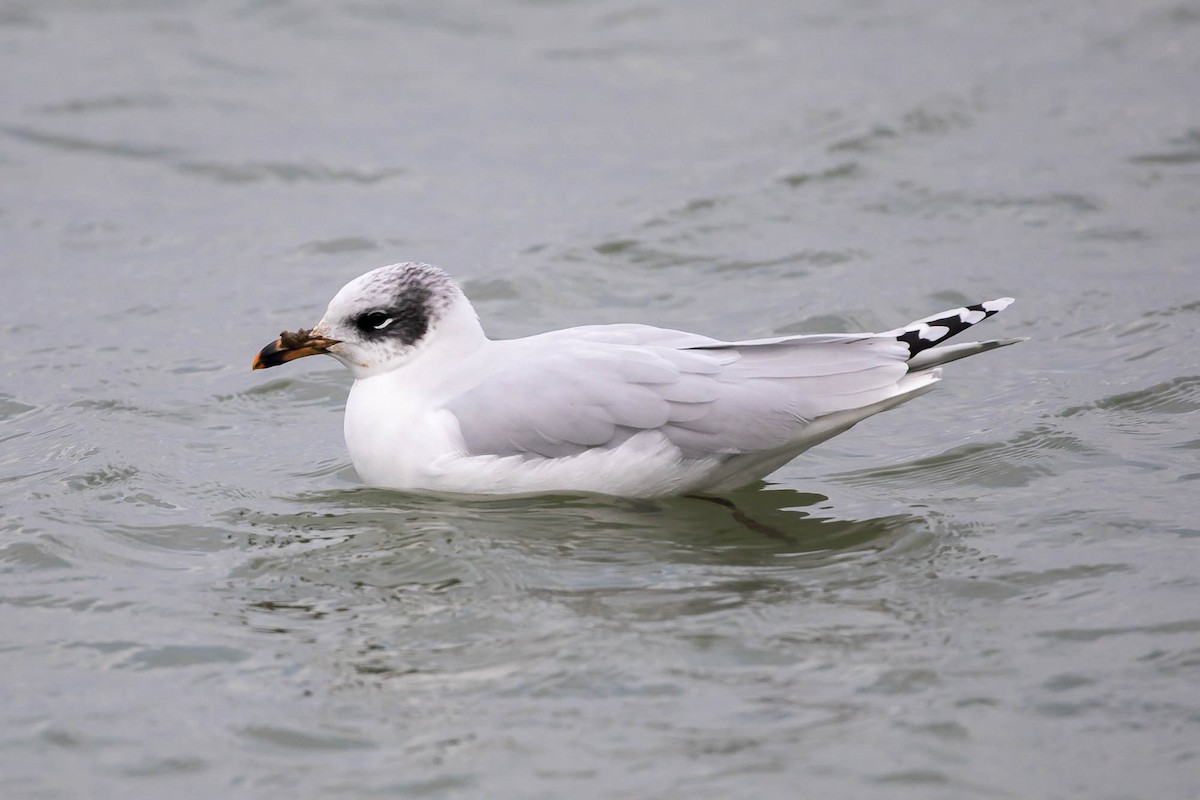 Mediterranean Gull - ML647463424