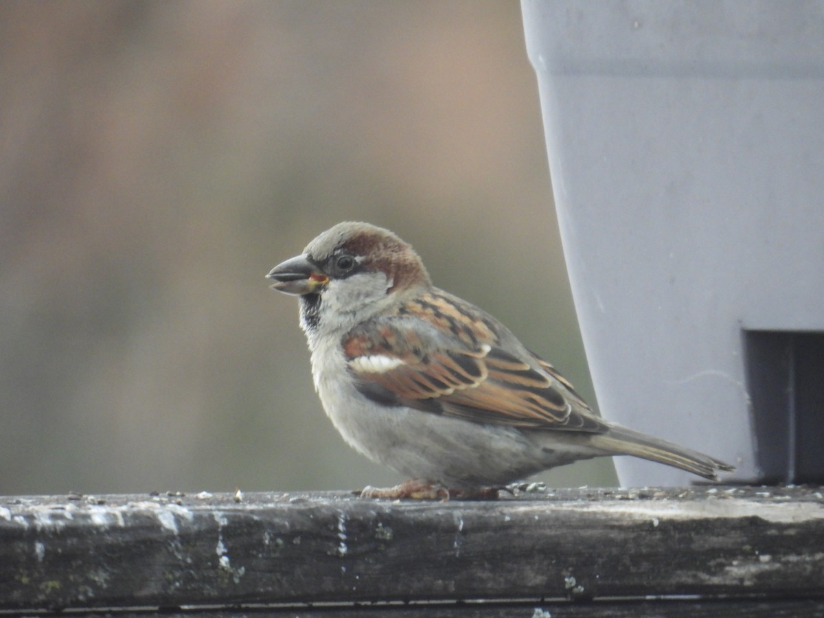House Sparrow - ML647463430