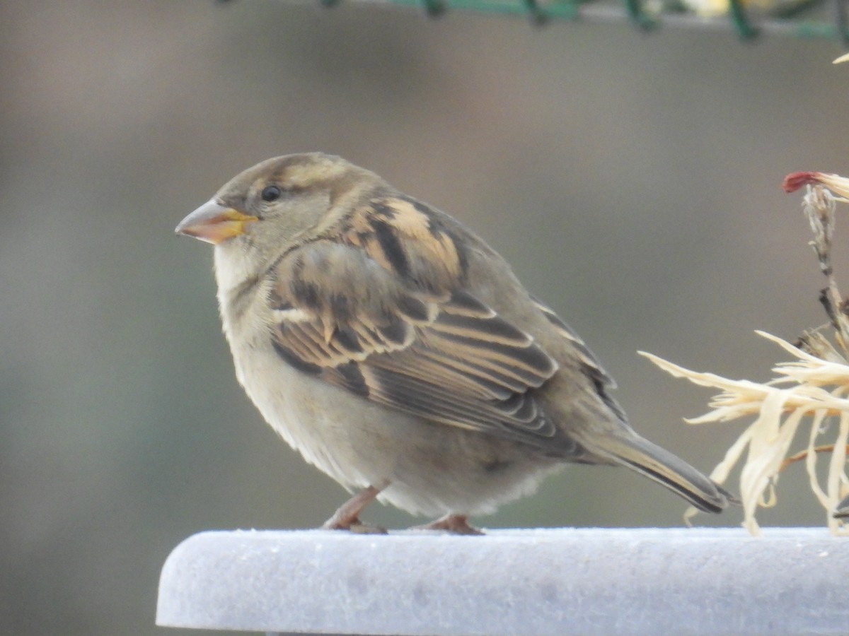 House Sparrow - ML647463431