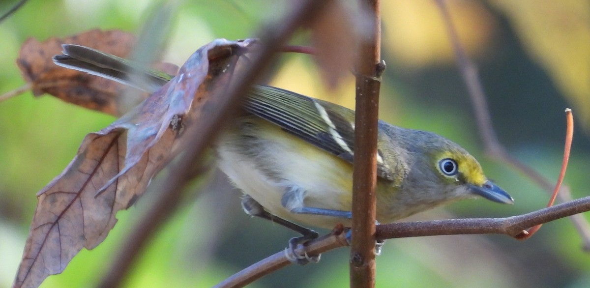White-eyed Vireo - ML647463460
