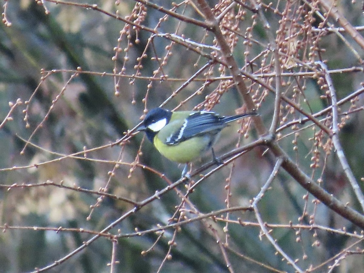 Mésange montagnarde - ML647463505