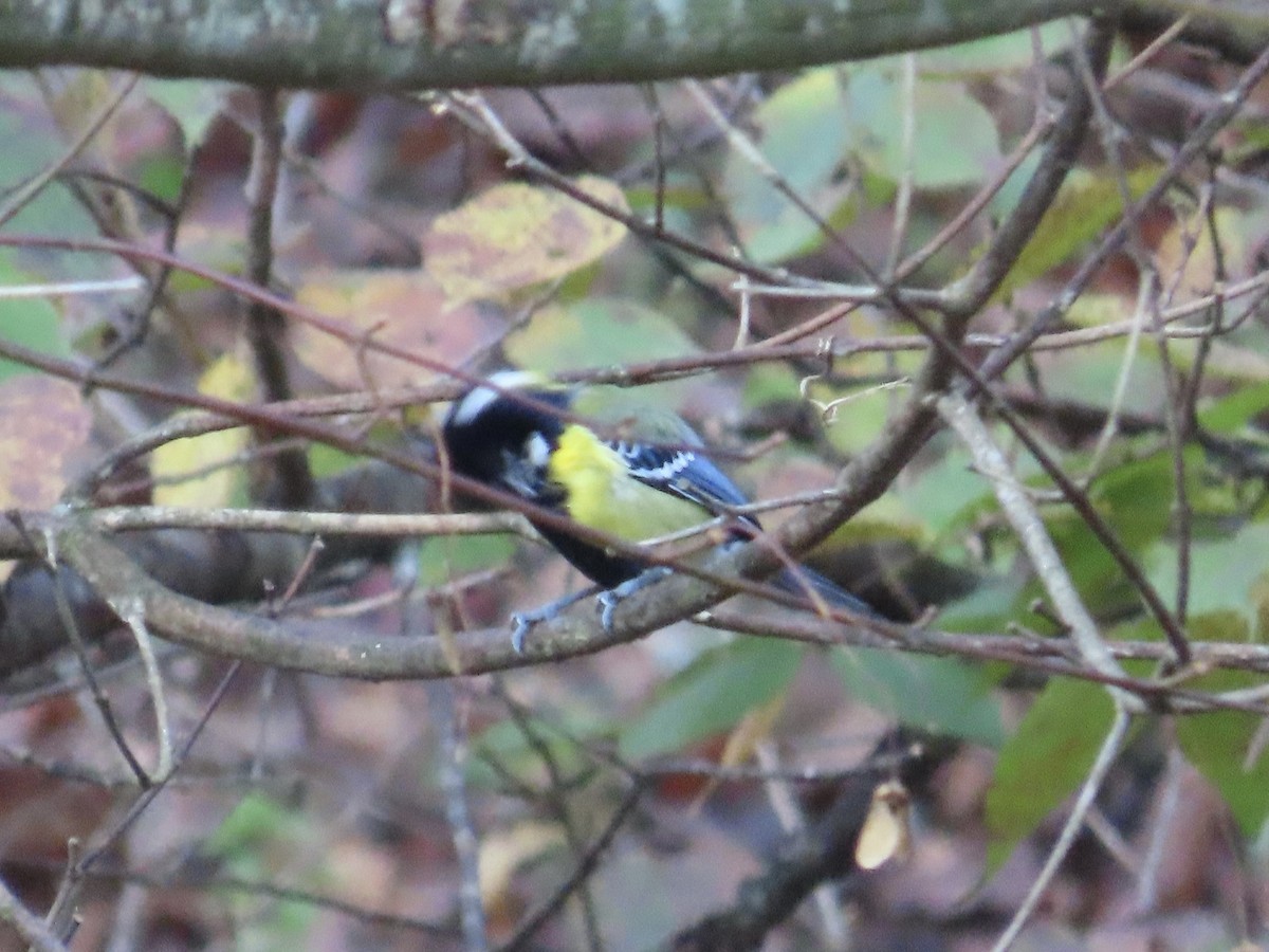 Mésange montagnarde - ML647463506