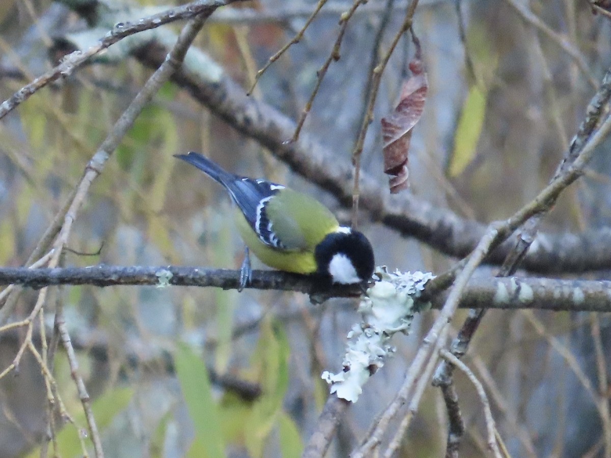 Mésange montagnarde - ML647463507