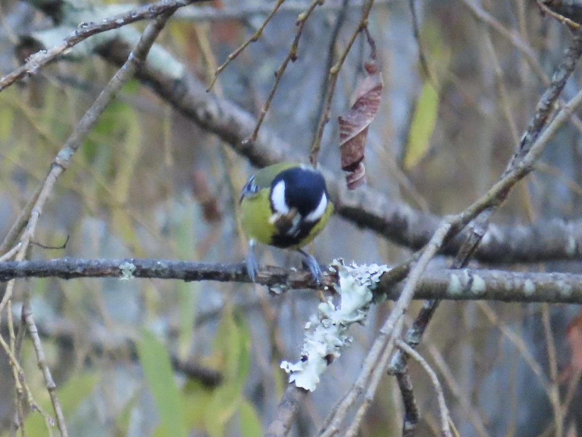 Mésange montagnarde - ML647463508