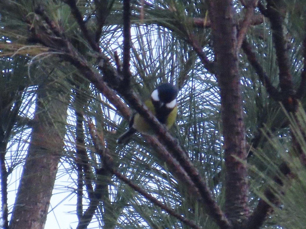 Mésange montagnarde - ML647463509