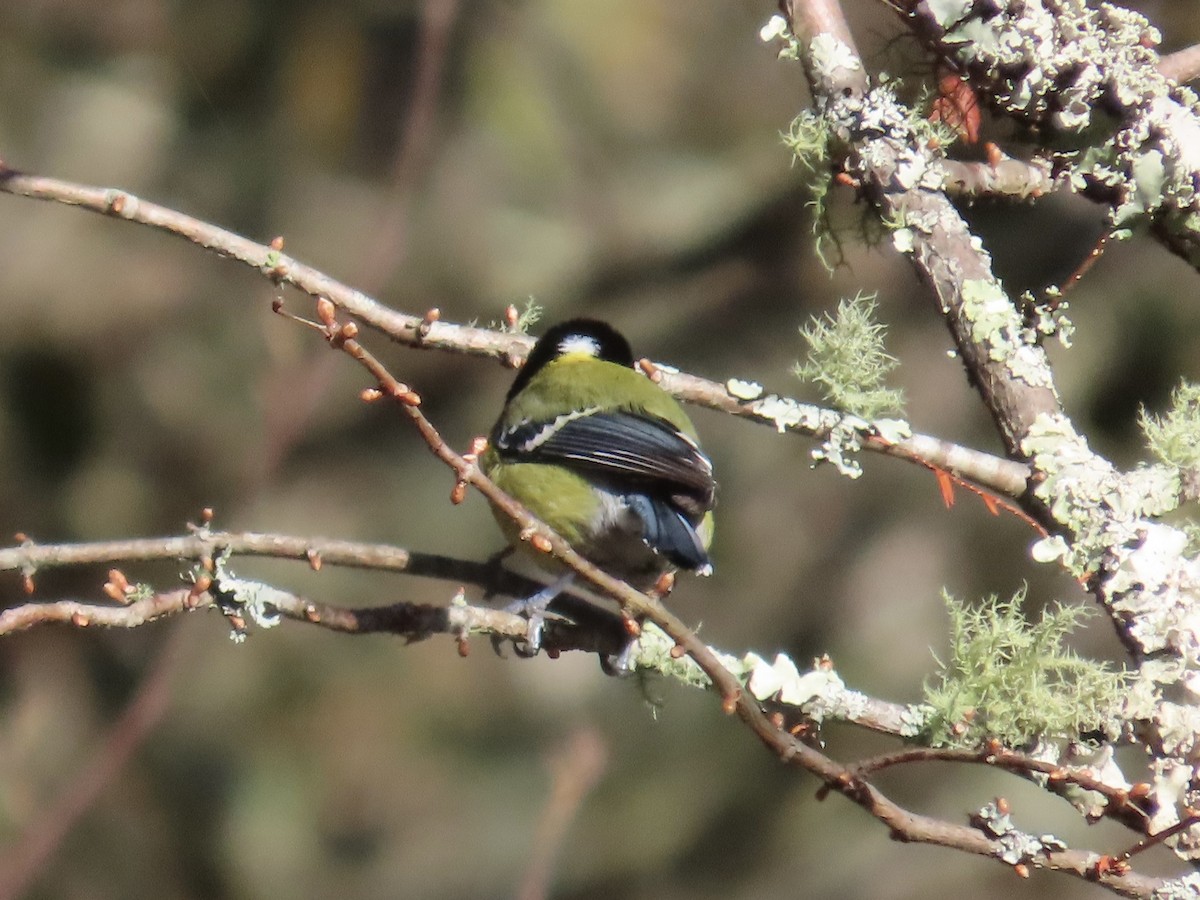 Mésange montagnarde - ML647463510