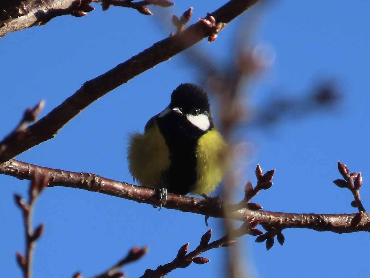 Mésange montagnarde - ML647463511