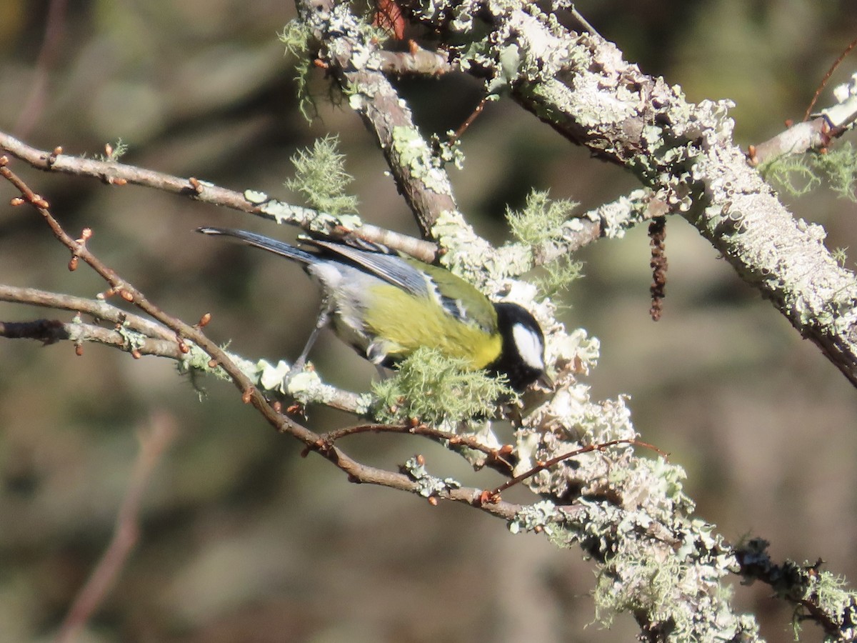Mésange montagnarde - ML647463512