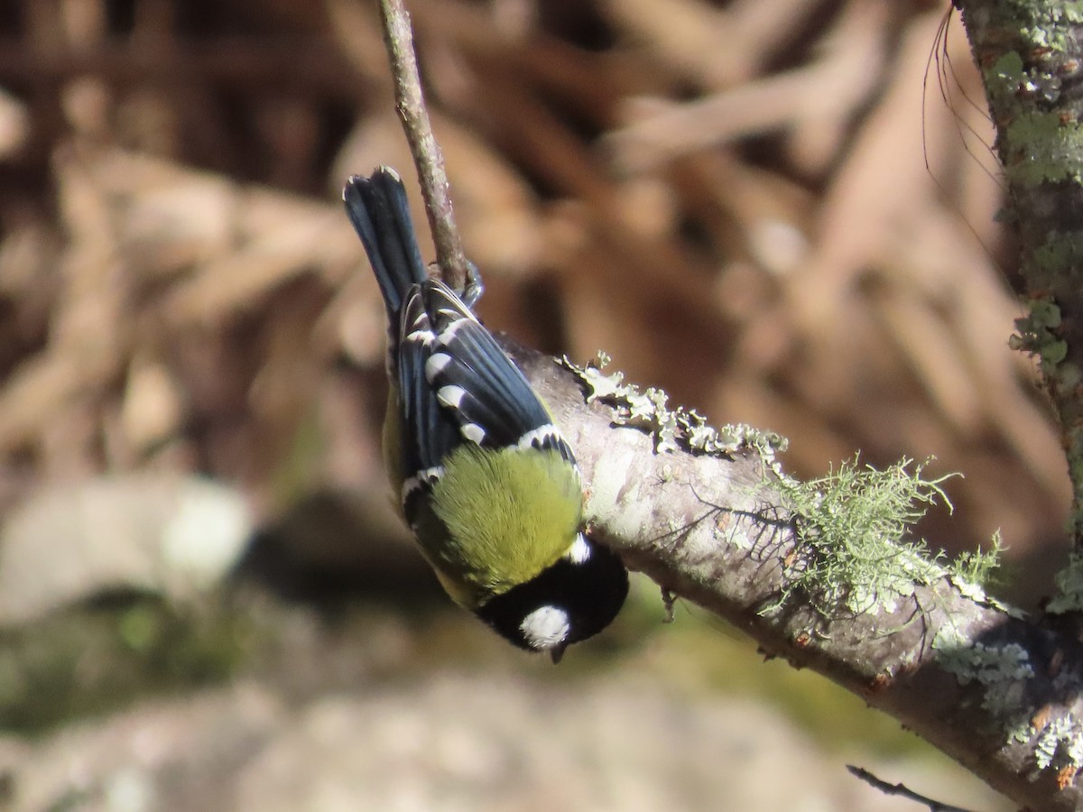 Mésange montagnarde - ML647463513