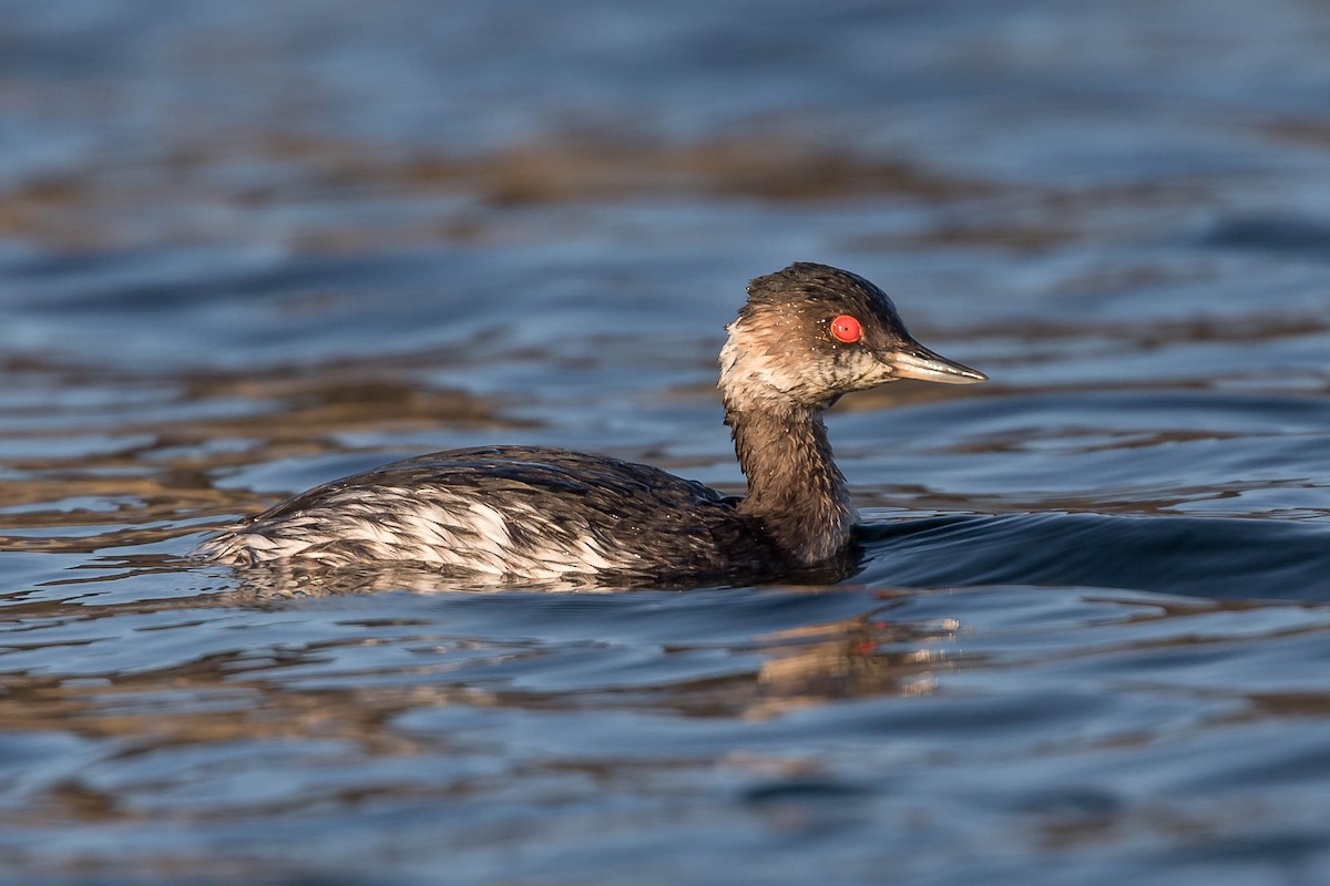 Schwarzhalstaucher - ML647463516