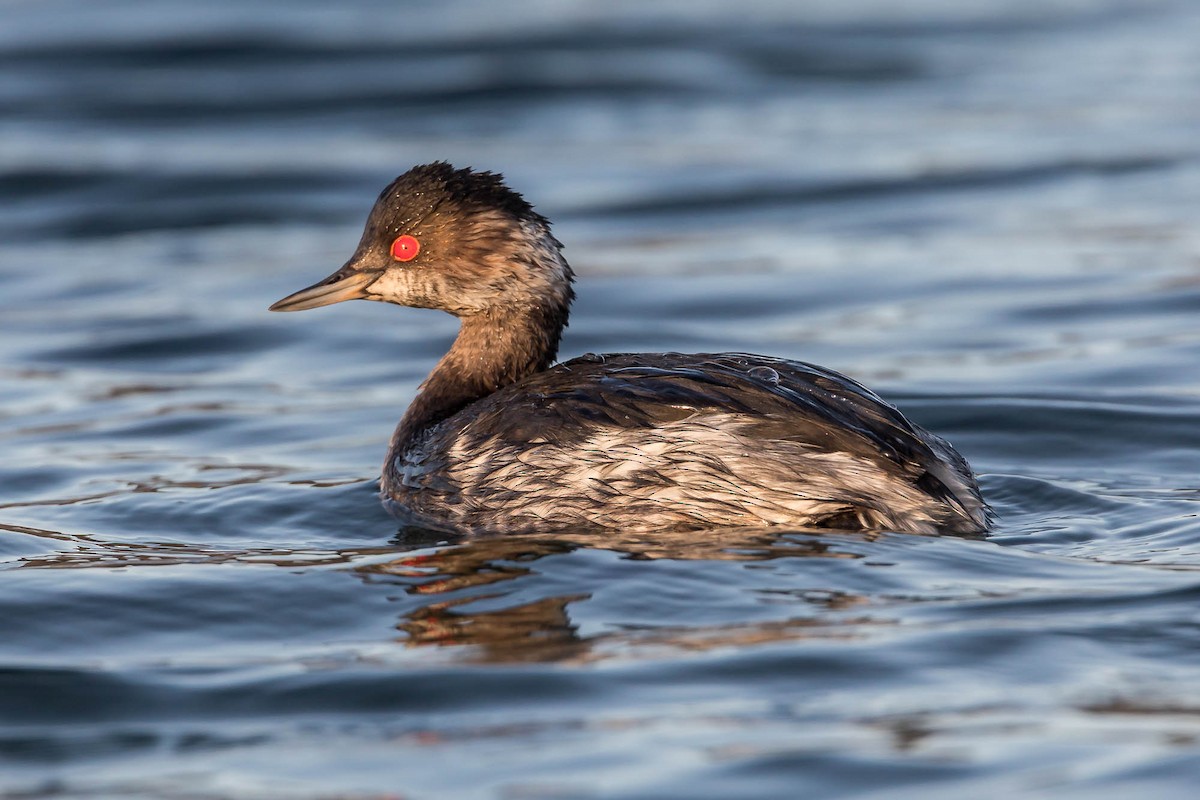 Schwarzhalstaucher - ML647463517