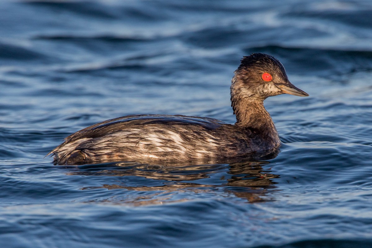 Schwarzhalstaucher - ML647463518