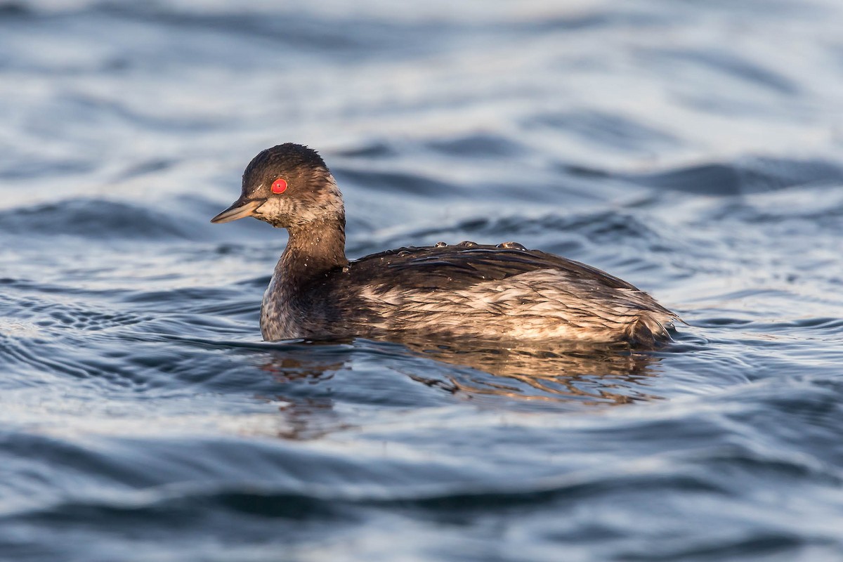 Schwarzhalstaucher - ML647463519