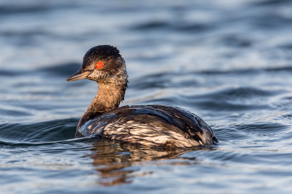 Schwarzhalstaucher - ML647463520