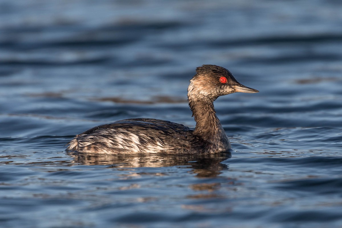 Schwarzhalstaucher - ML647463521