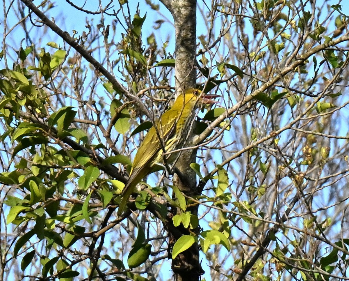 Китайская иволга (diffusus) - ML647463522