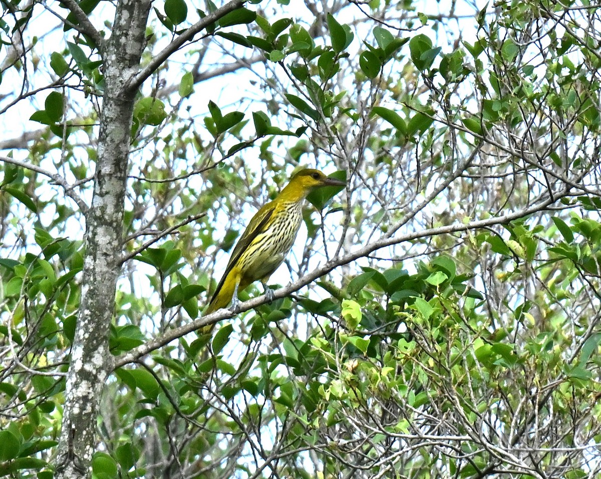 Китайская иволга (diffusus) - ML647463523