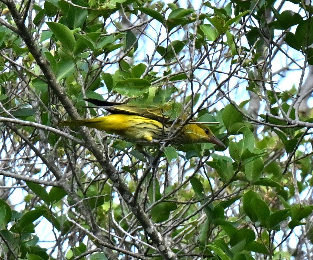 Китайская иволга (diffusus) - ML647463524