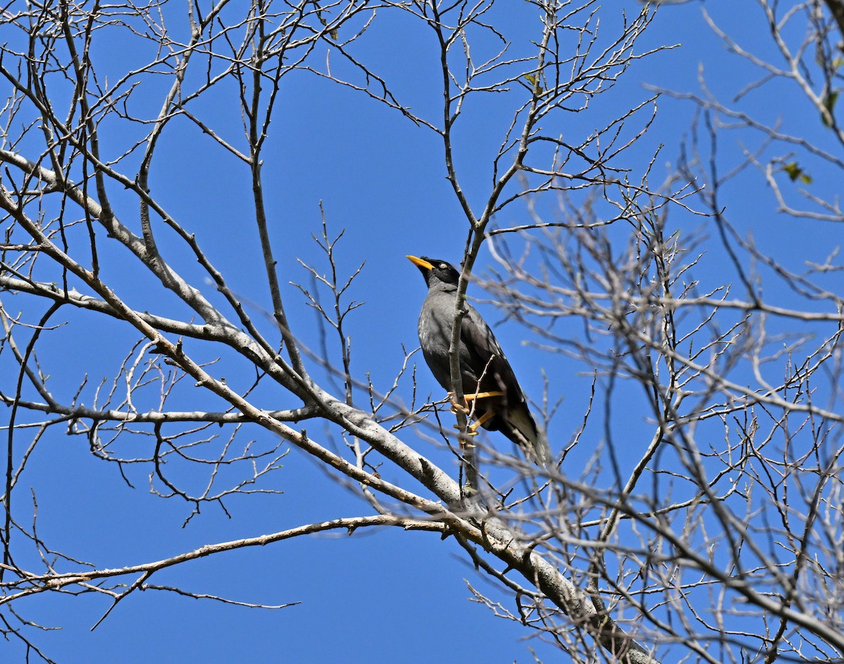Яванская майна - ML647463531