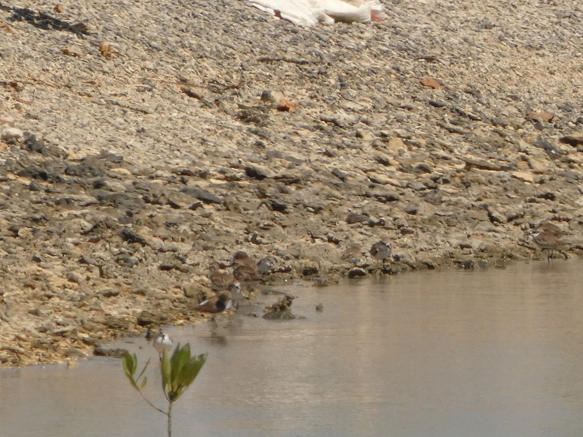 Tibet Cılıbıtı - ML647463536