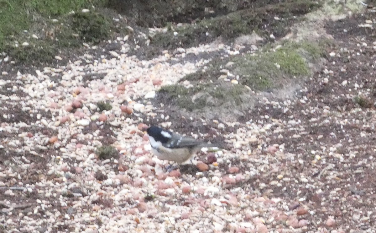 Coal Tit - ML647463551