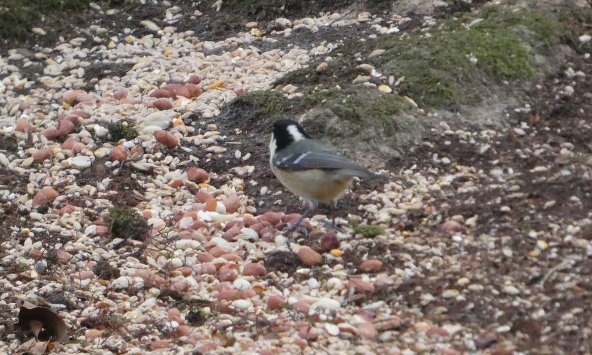 Coal Tit - ML647463552