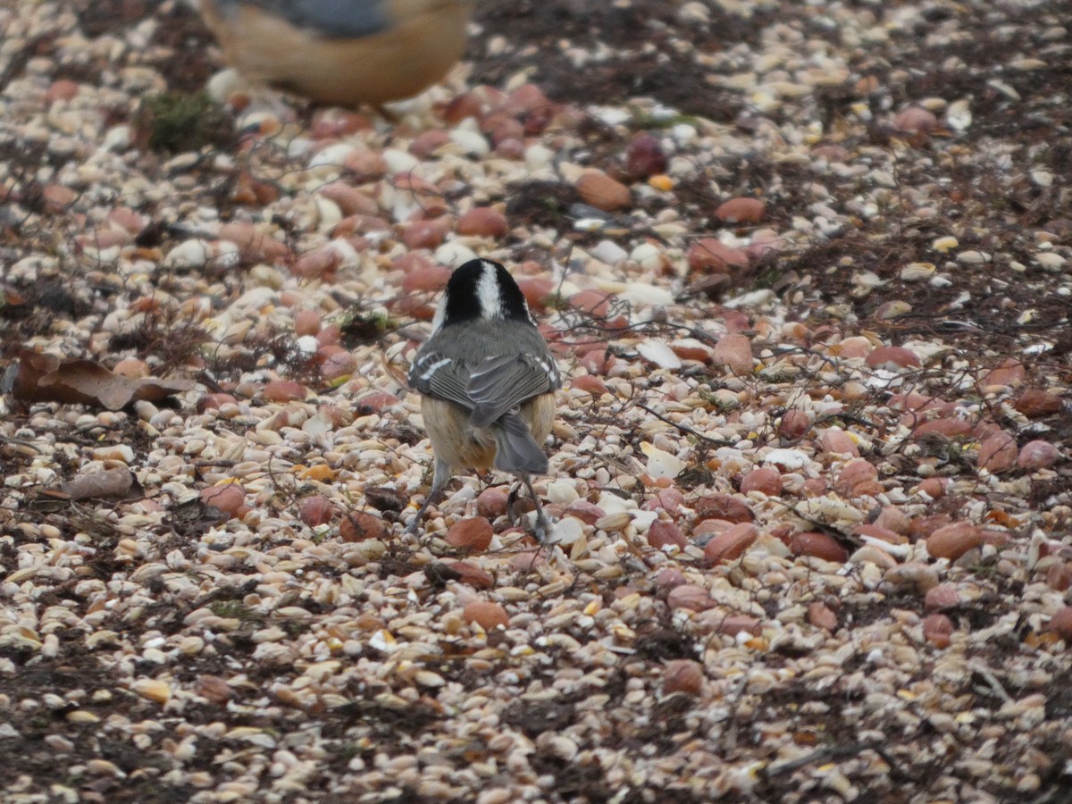 Coal Tit - ML647463556