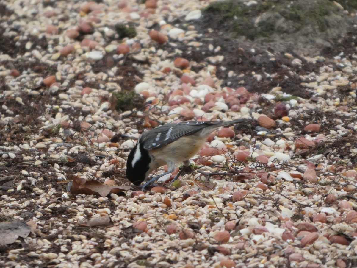 Coal Tit - ML647463557