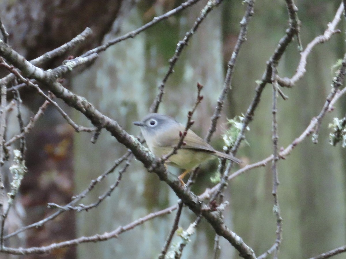 メジロチメドリ - ML647463569