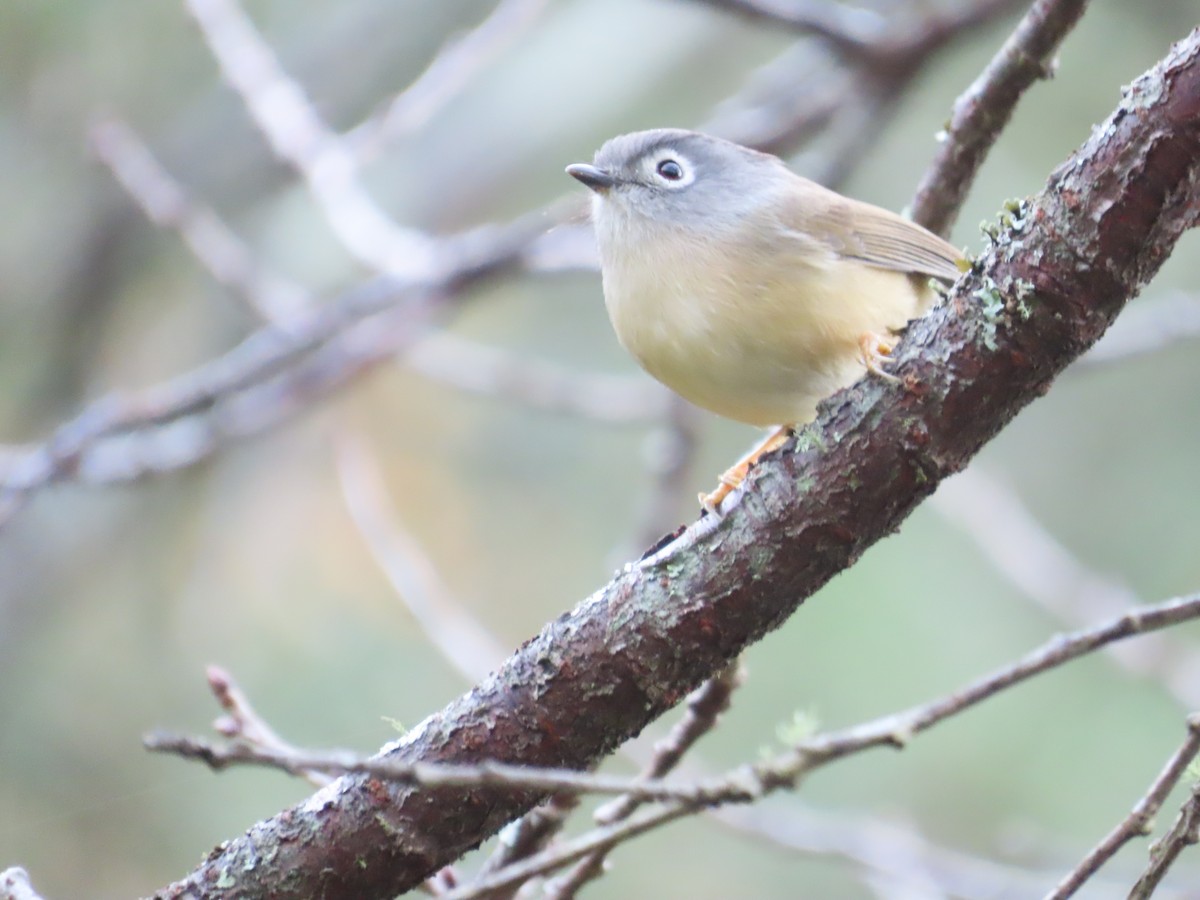 メジロチメドリ - ML647463570