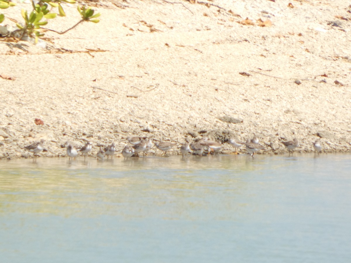 Terek Sandpiper - ML647463571