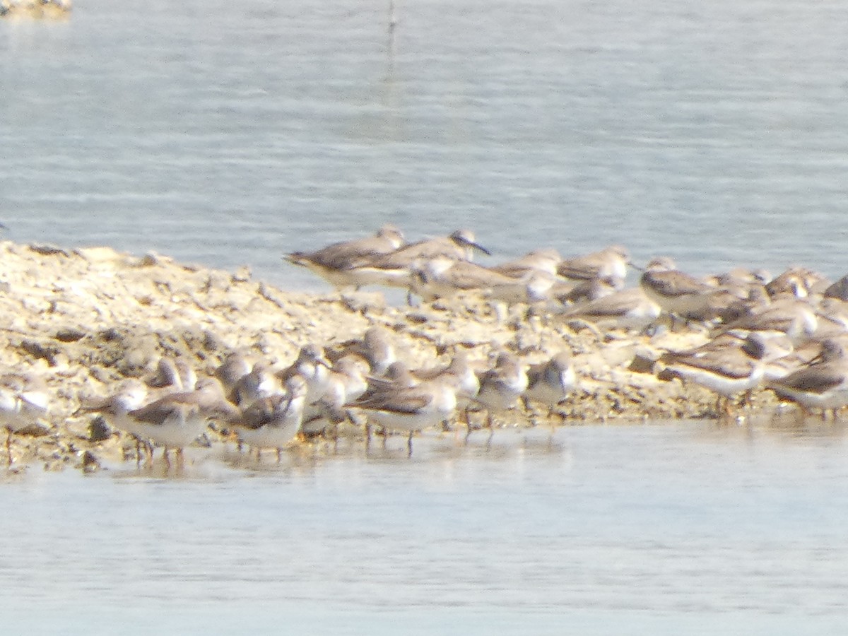 Gray-tailed Tattler - ML647463575