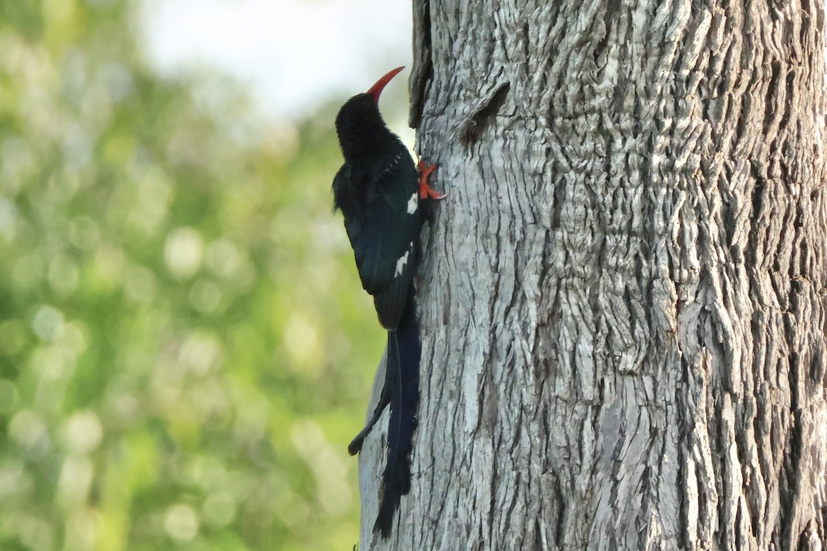 Green Woodhoopoe - ML647463577