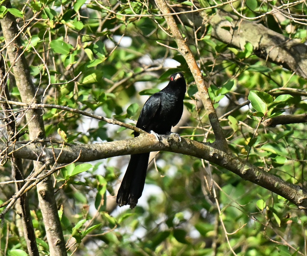 Коэль - ML647463578