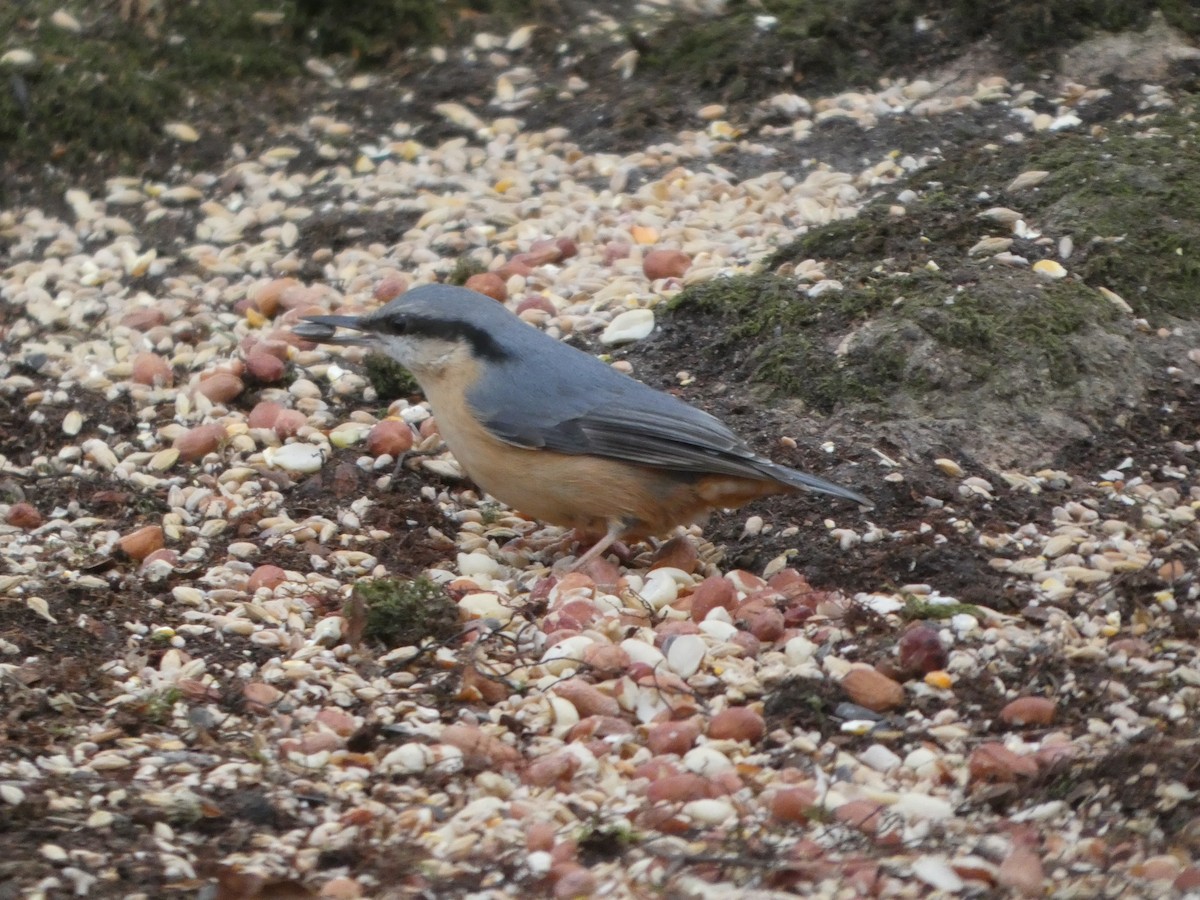 סיטה אירופית - ML647463590