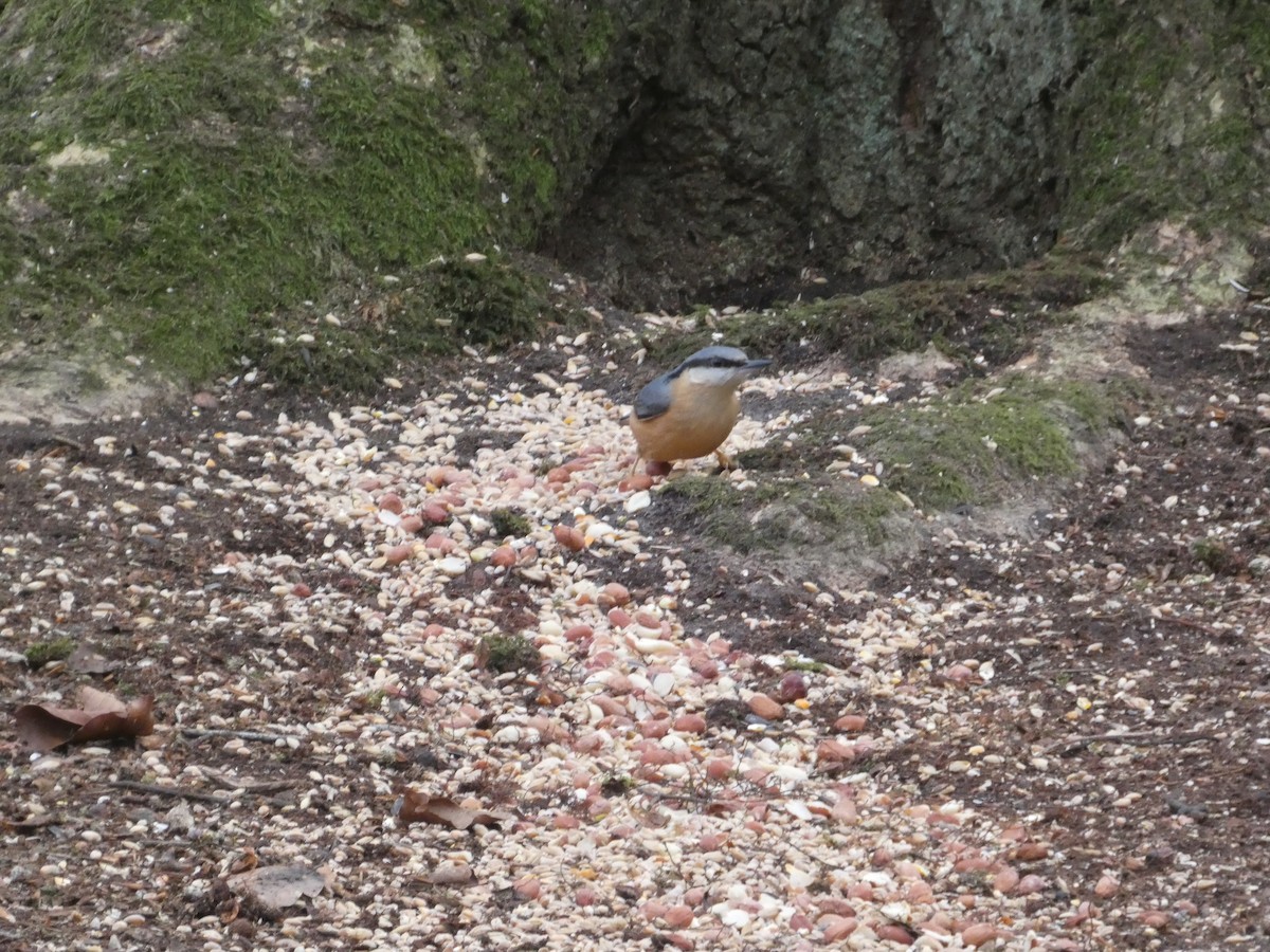 סיטה אירופית - ML647463591