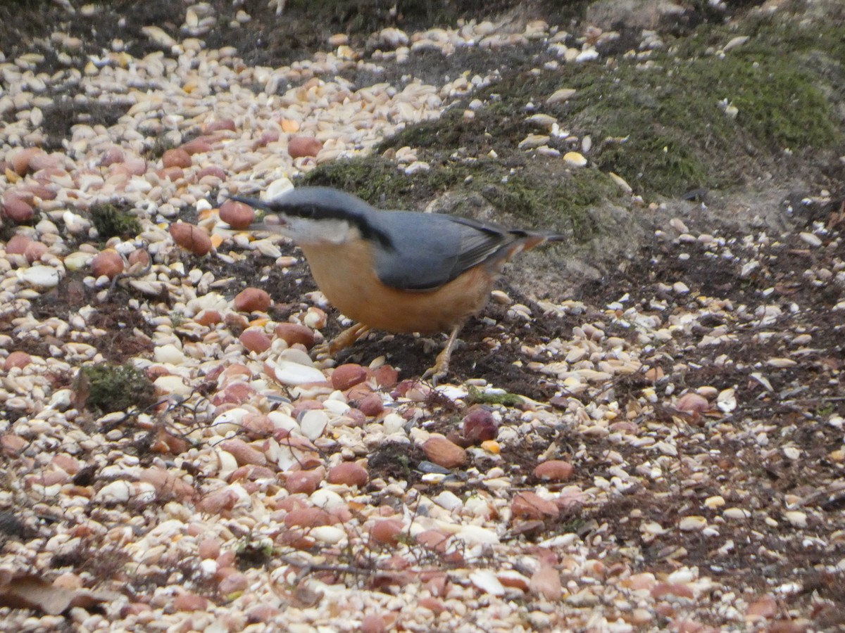 סיטה אירופית - ML647463592