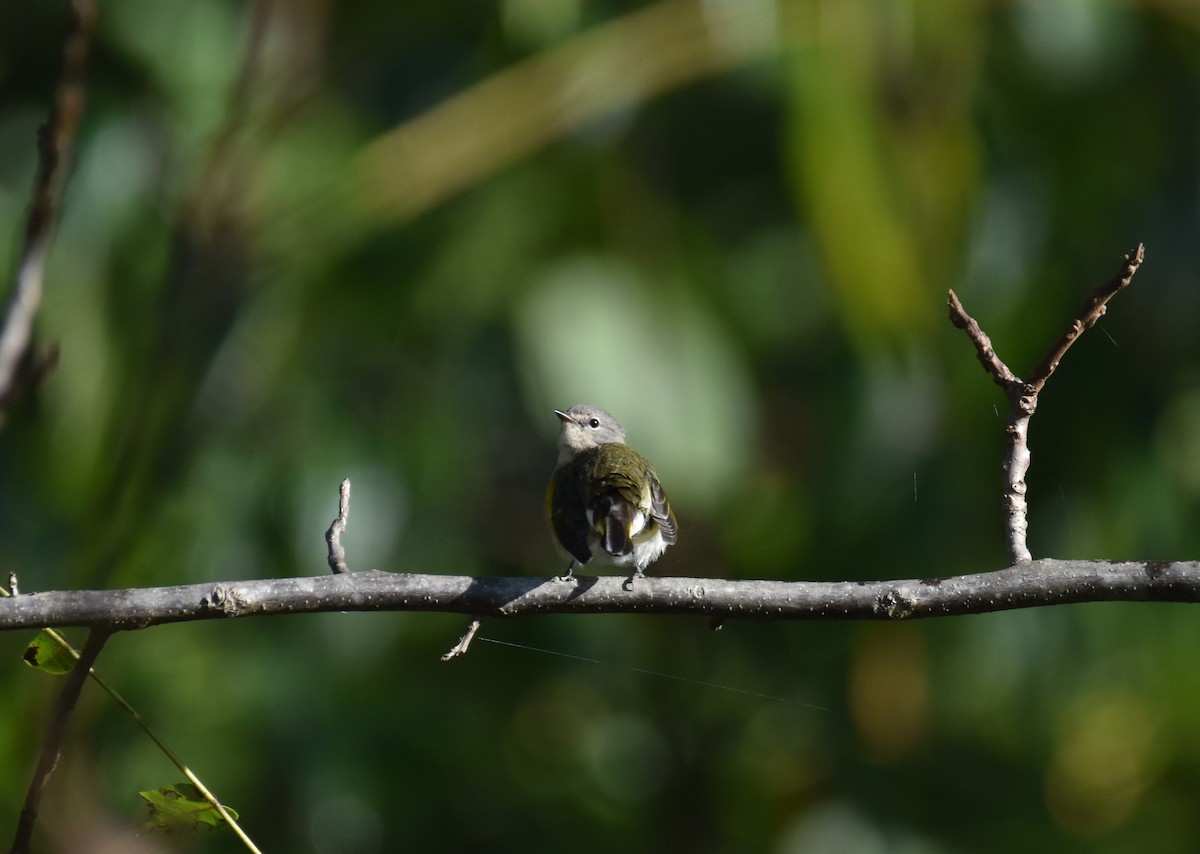 American Redstart - ML647463593