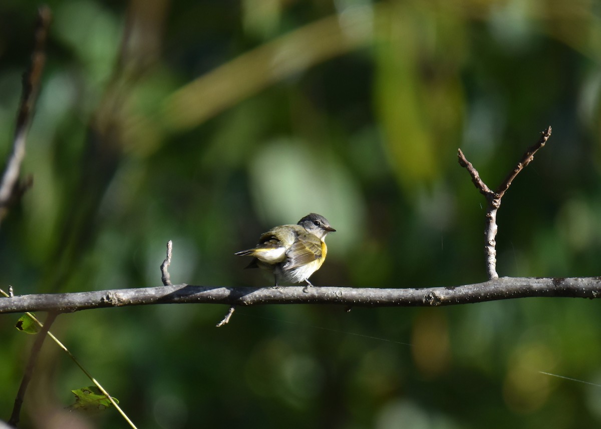American Redstart - ML647463594