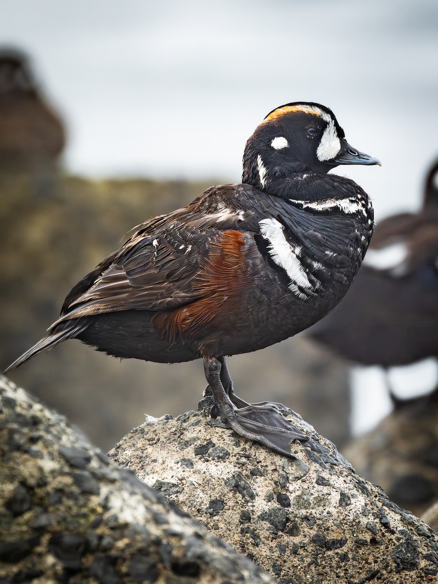 Каменярка - ML647463597