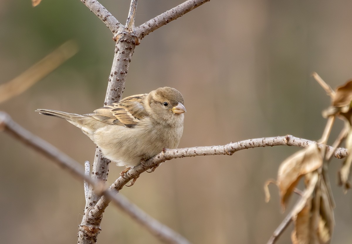 House Sparrow - ML647463598