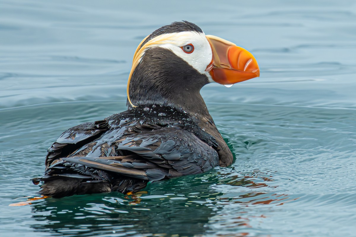 Топорок - ML647463610